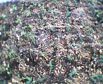 �Ԓd�ɈڐA���������̕c�̎ʐ^